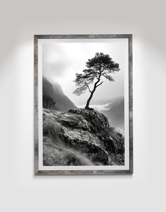 Lonely Oak